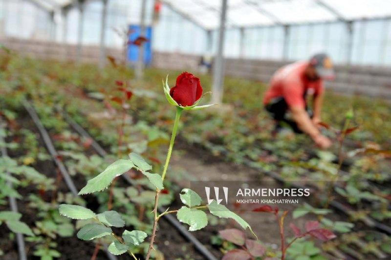 Нидерланды открывают цветочный рынок Royal Flora Holland для производителей цветов из Сюника и всей Армении