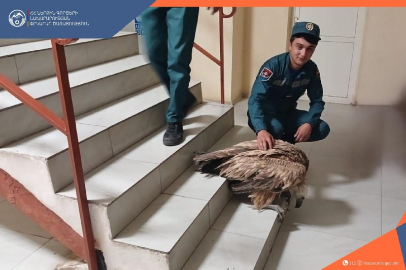 В Сюникской области спасатели спасли раненого белоголового грифа из Красной книги