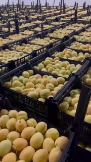 Армянские абрикосы впервые появятся в крупнейших розничных сетях Евросоюза
