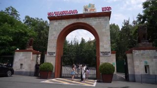 Животные из особняка Гагика Царукяна проходят адаптацию в Ереванском зоопарке: что известно о состоянии тигров и львов