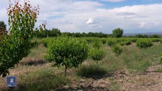 В Сюнике фермеры смогут получить кредиты до 2 млн драмов под 0%: правительство запустило новую программу